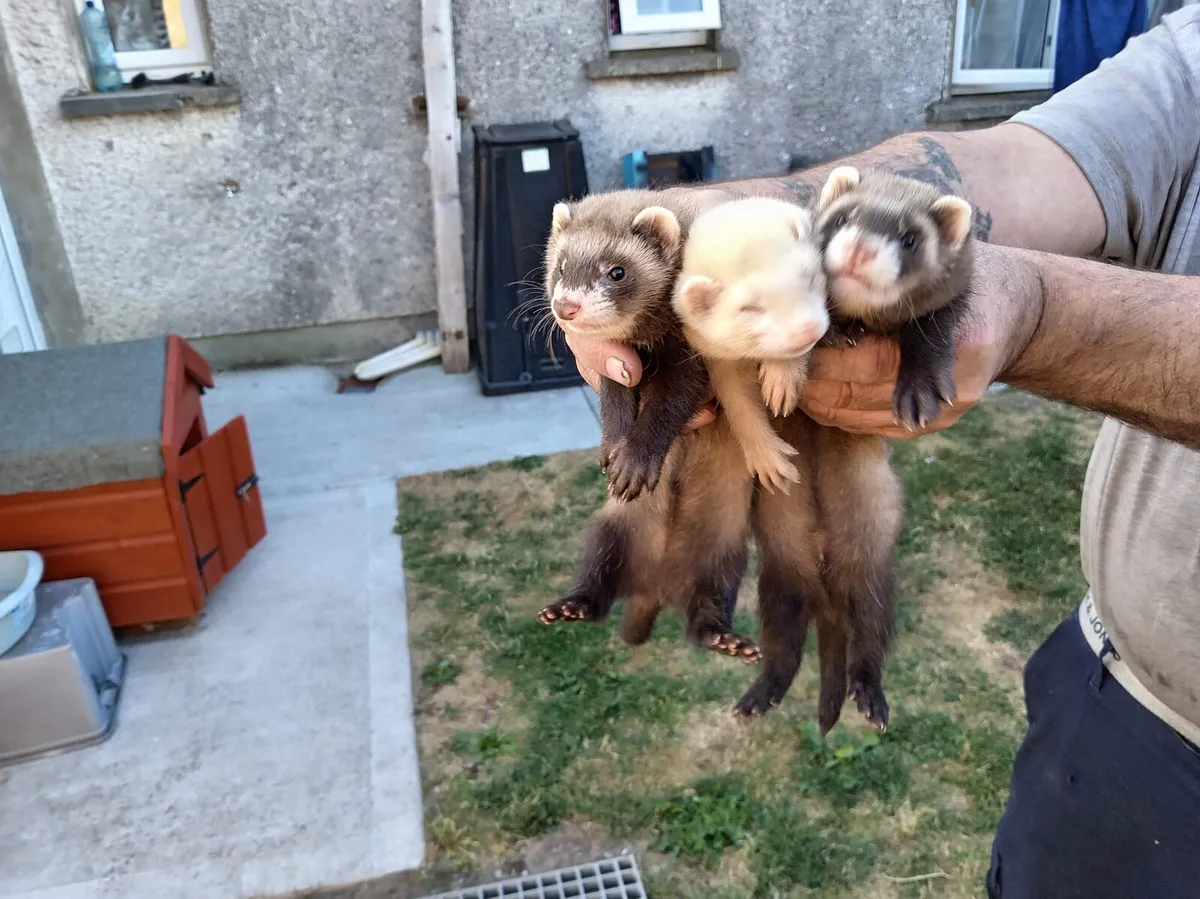 Ferrets - Image 1