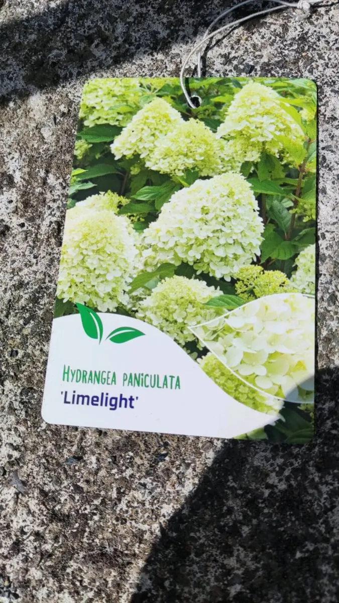 Hydrangea Limelight  in 3 litre pot just 10 euro - Image 1