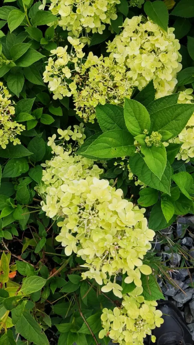 Hydrangea Limelight  in 3 litre pot just 10 euro - Image 2