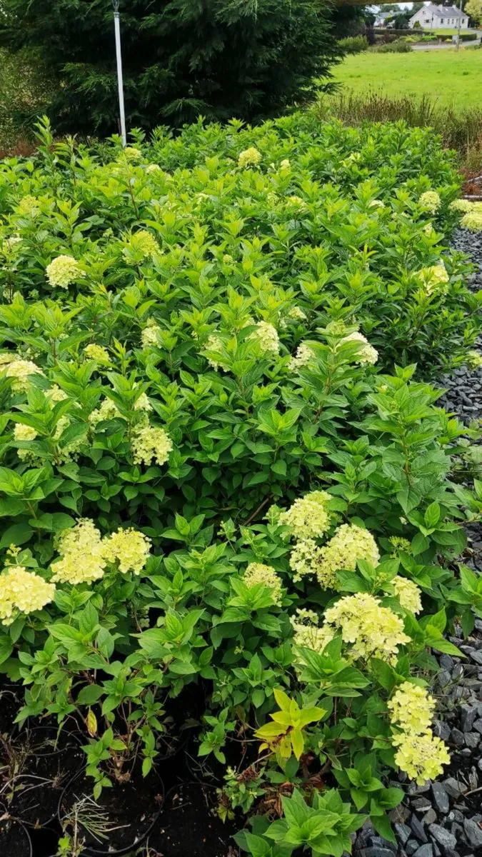 Hydrangea Limelight  in 3 litre pot just 10 euro - Image 3