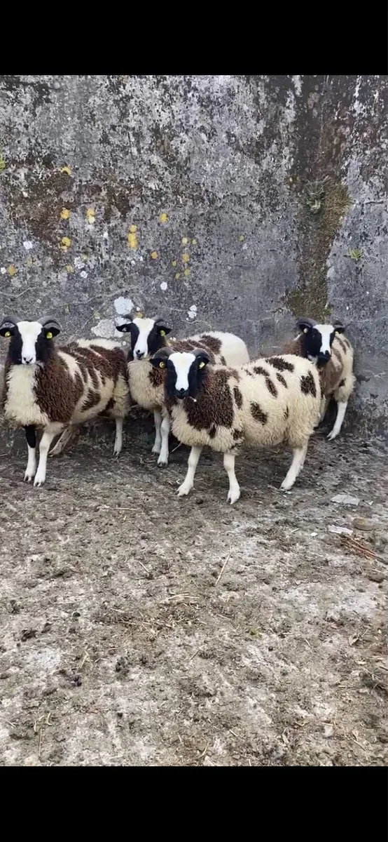 Pedigree Jacob Ram and Ewe Lambs - Image 3