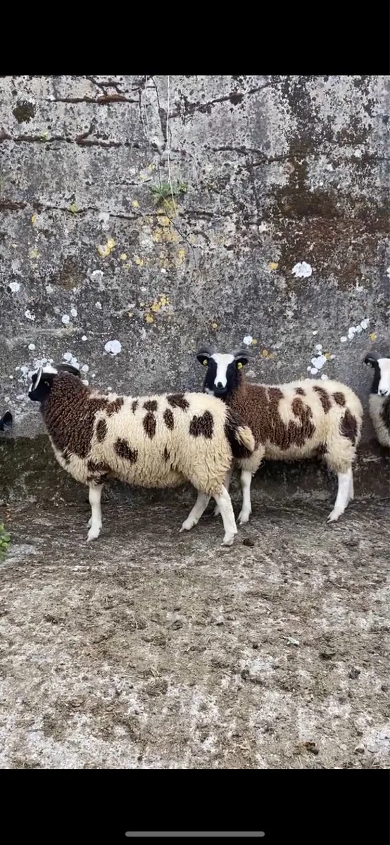 Pedigree Jacob Ram and Ewe Lambs - Image 4
