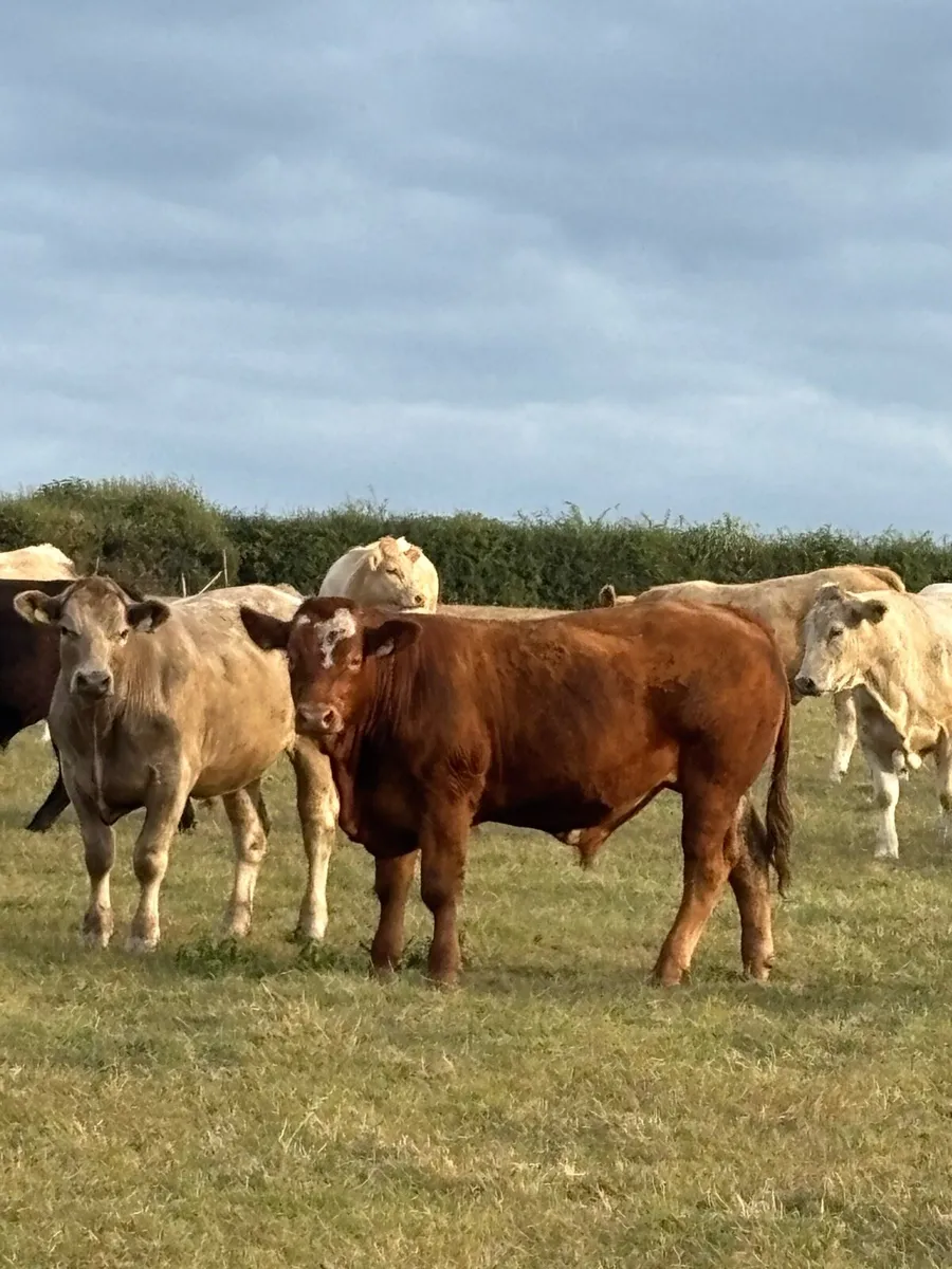 Bullocks - Image 2