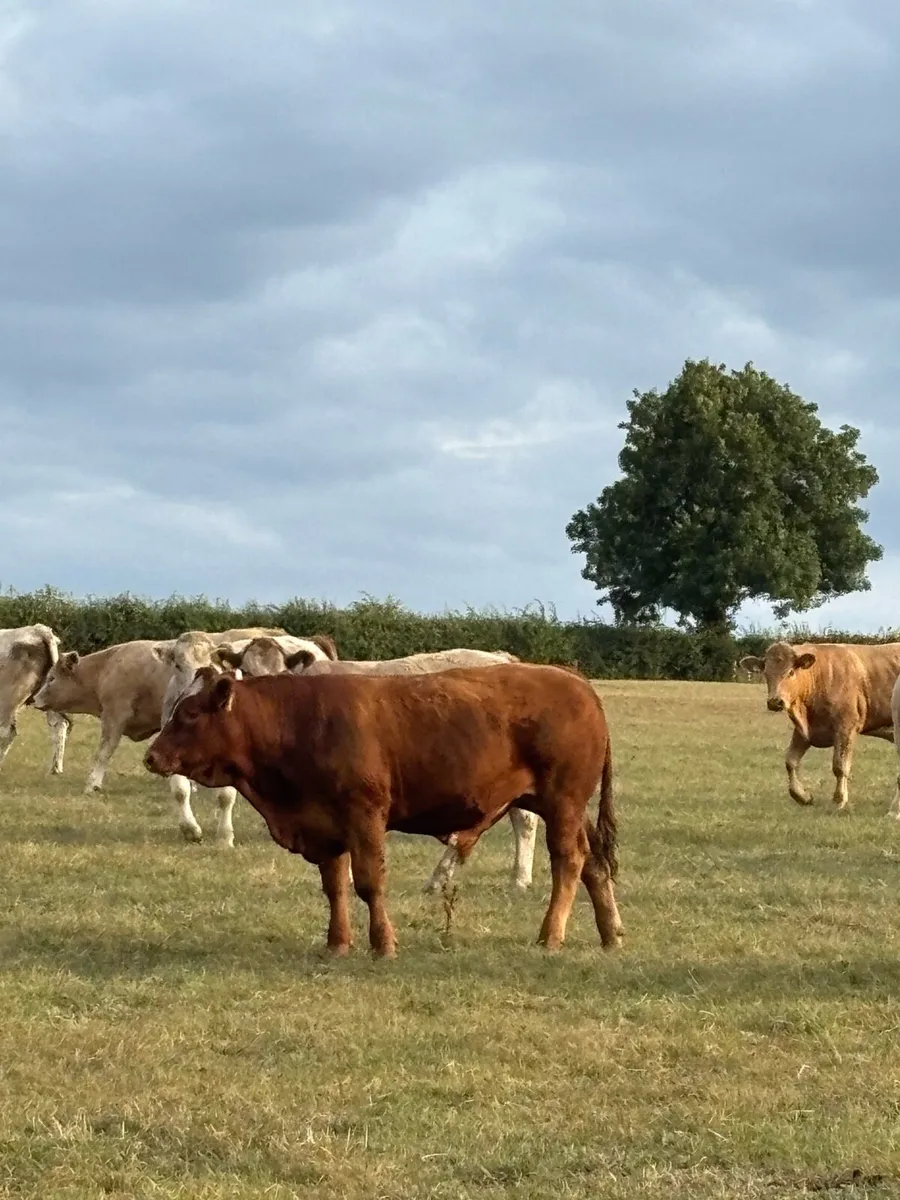 Bullocks - Image 3