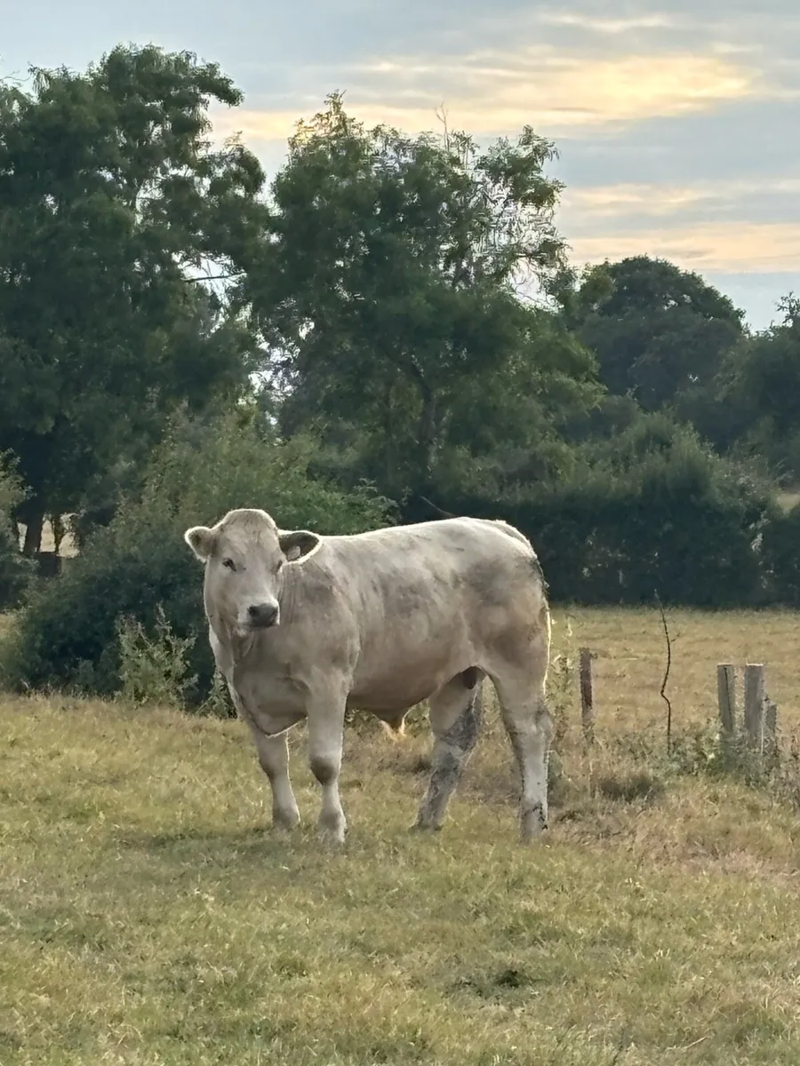 Bullocks - Image 4