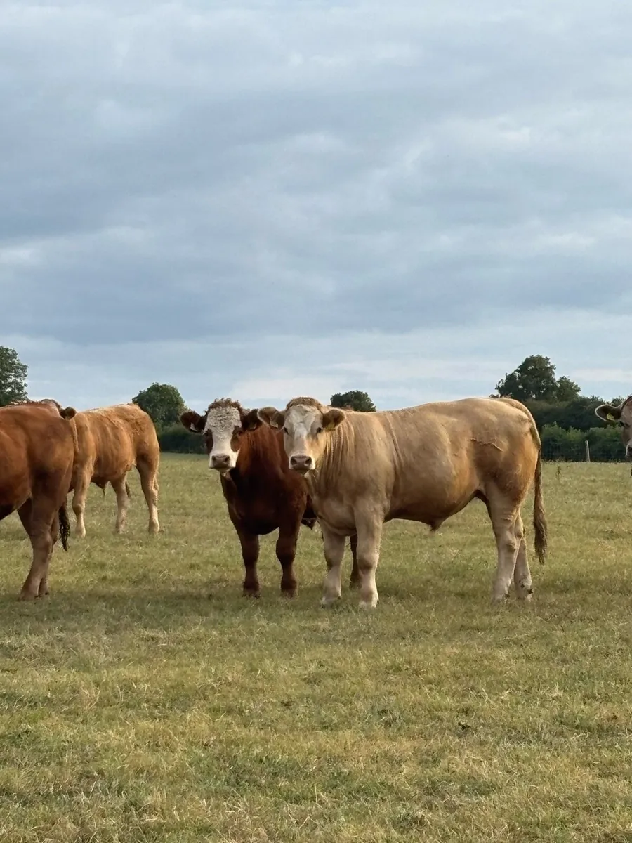 Bullocks - Image 1