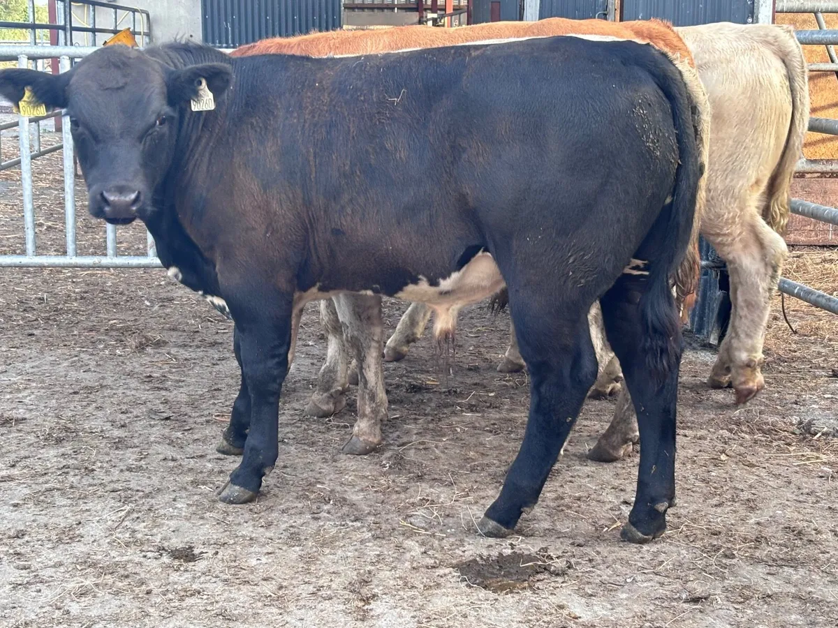 4 smashing continental bull Weanlings for sale - Image 3