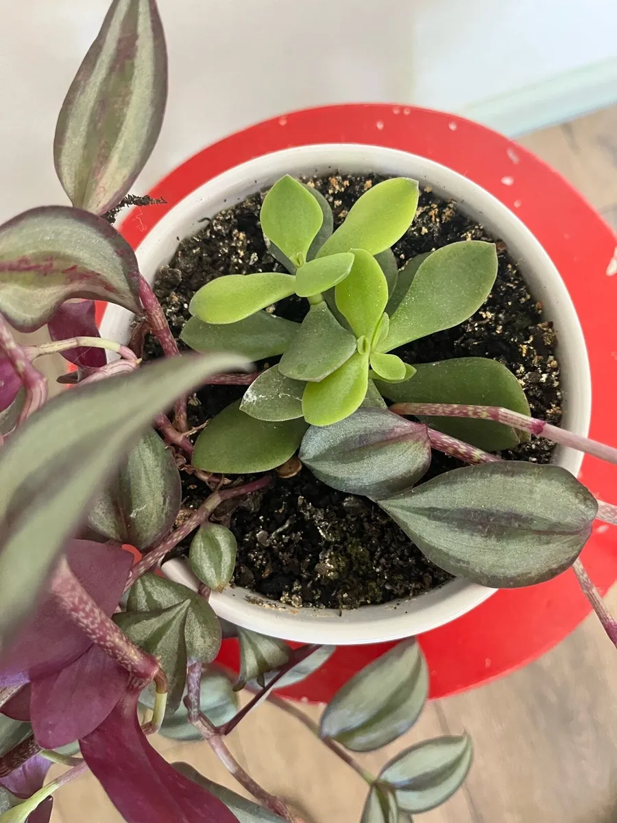Tradescantia plant in ceramic pot - Image 2