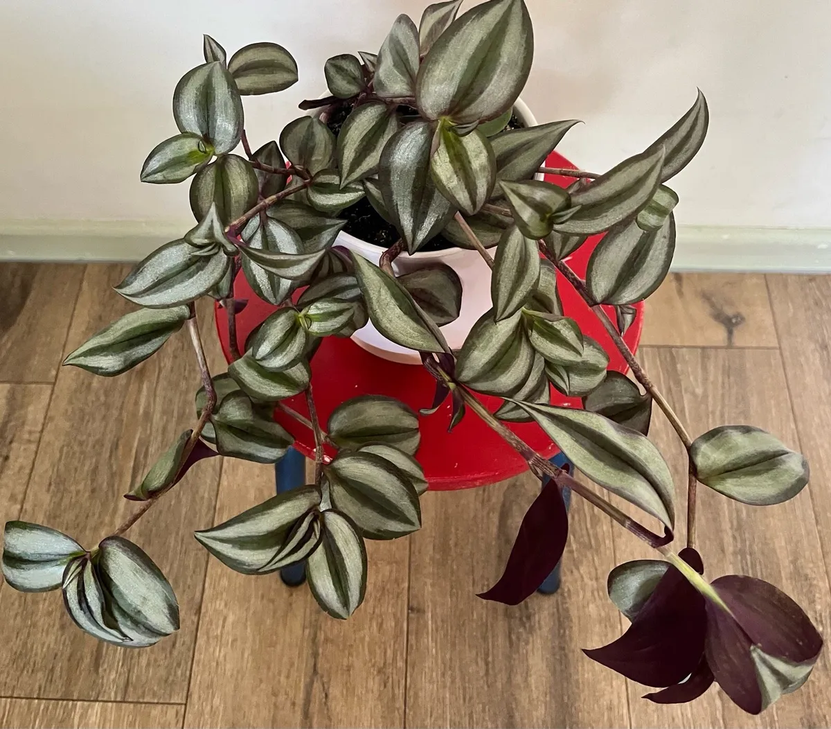 Tradescantia plant in ceramic pot - Image 3