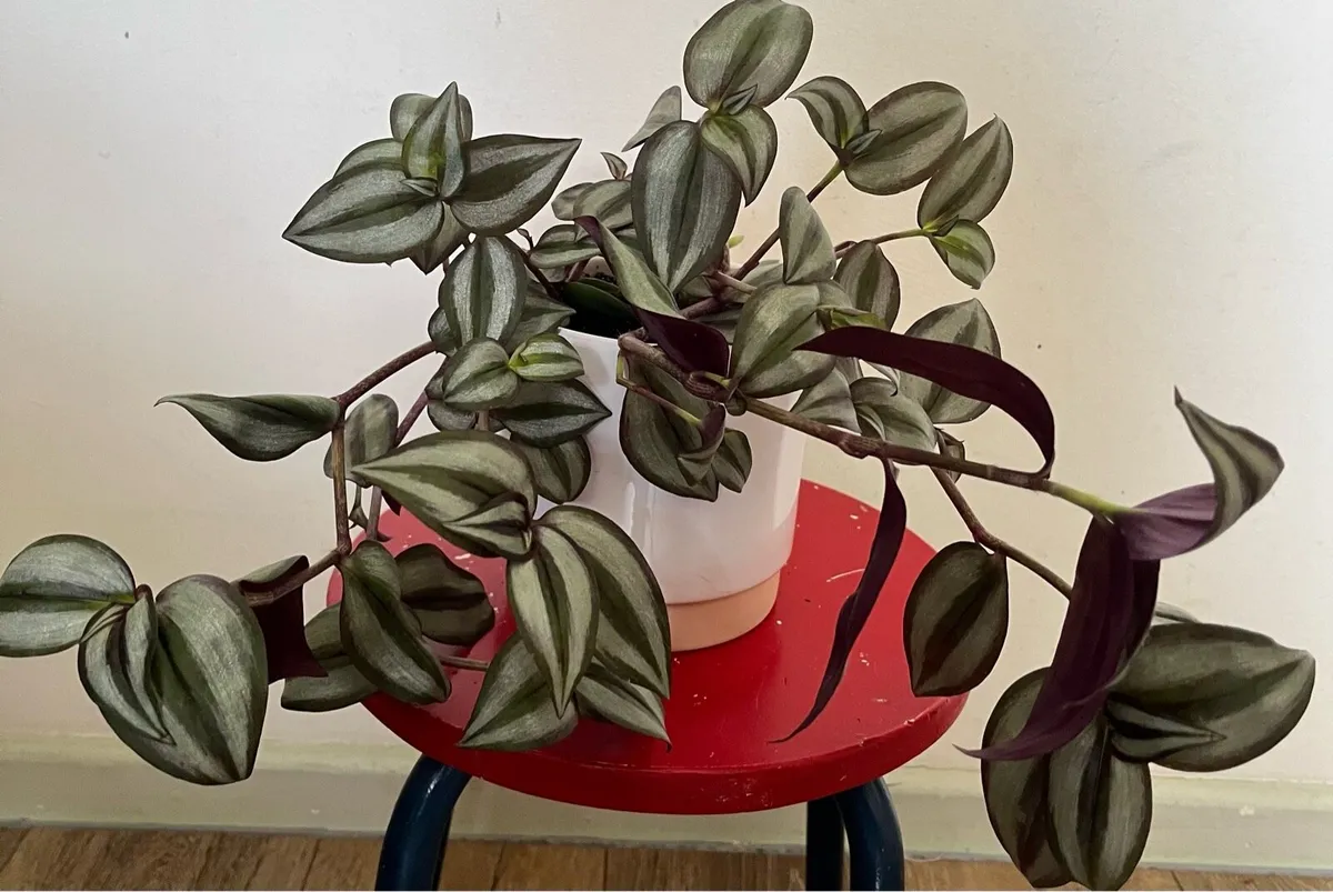 Tradescantia plant in ceramic pot - Image 4