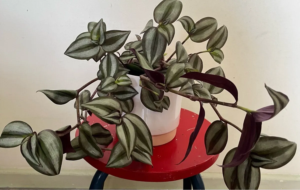 Tradescantia plant in ceramic pot - Image 1