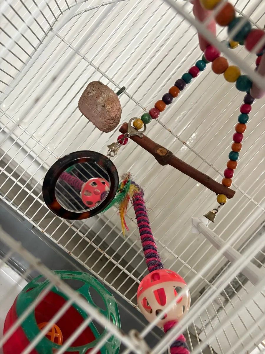 Bird cage - Image 3
