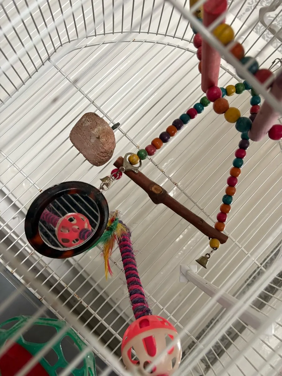Bird cage - Image 4