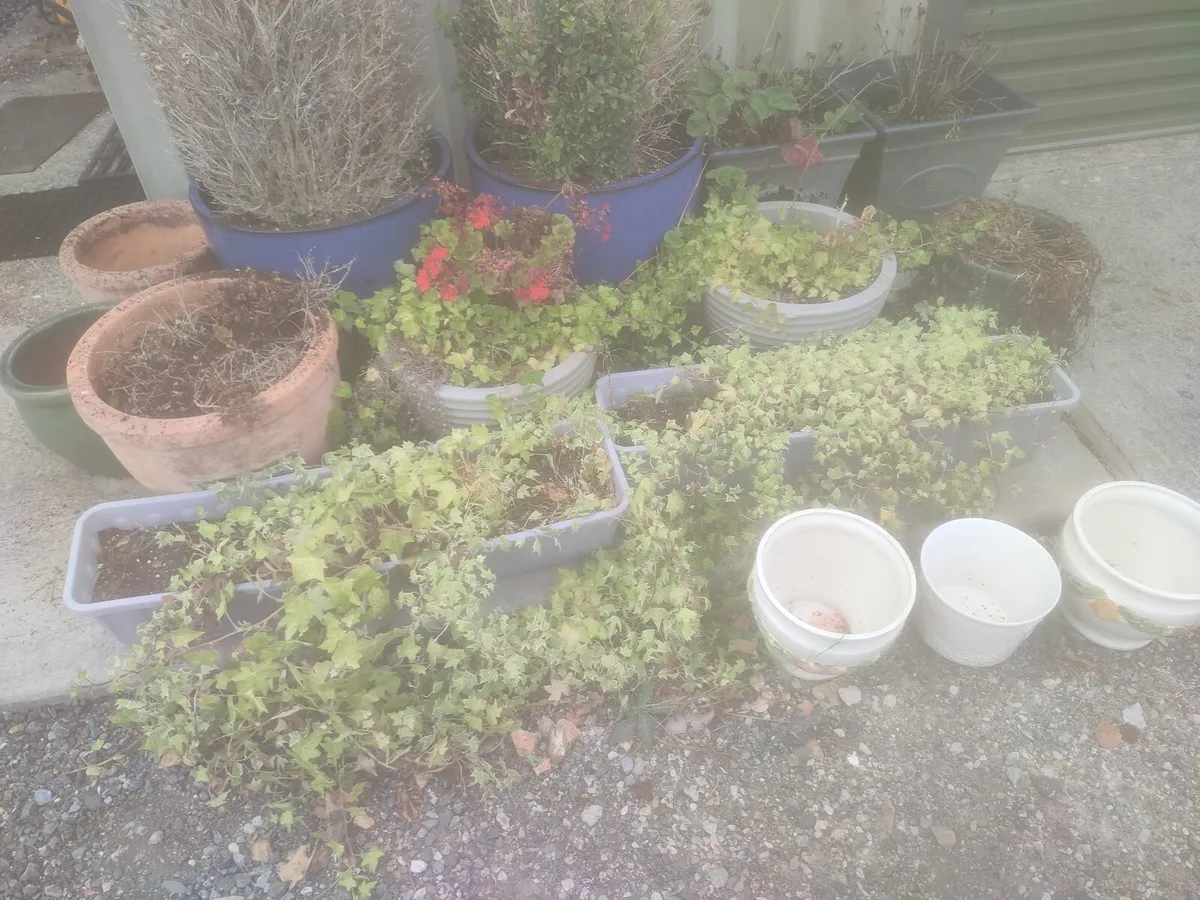 Garden Pots, Plants and ornaments - Image 4
