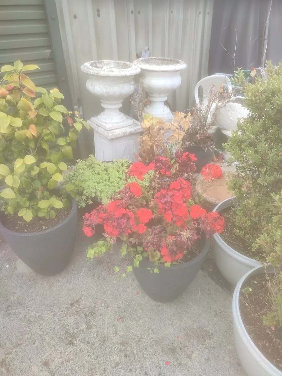 Garden Pots, Plants and ornaments - Image 1