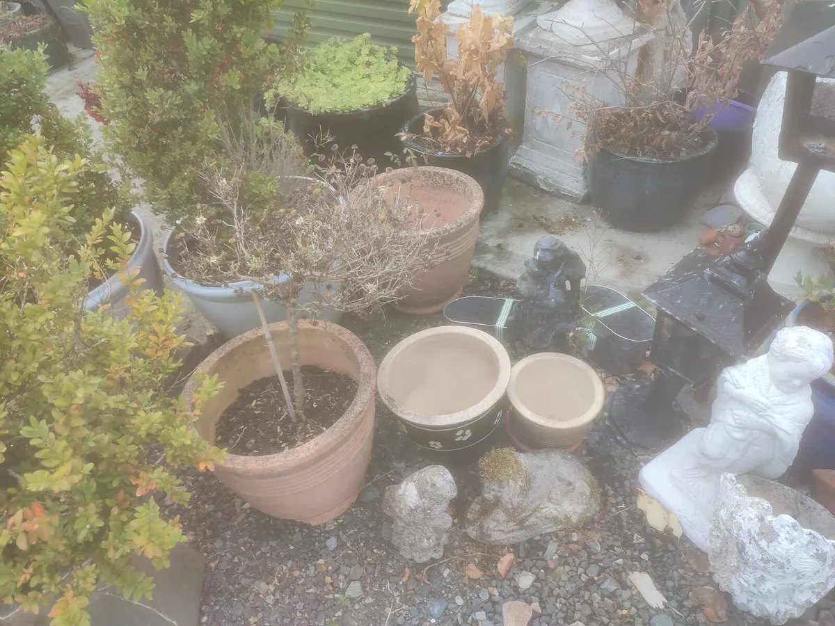 Garden Pots, Plants and ornaments - Image 2