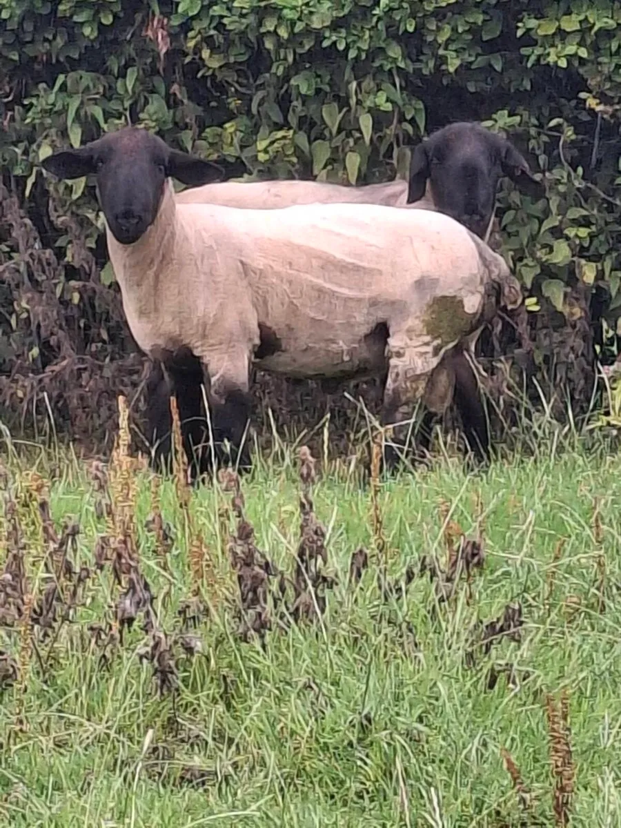 P.B. Suffolk Rams (Hogget and Ram Lamb) - Image 3