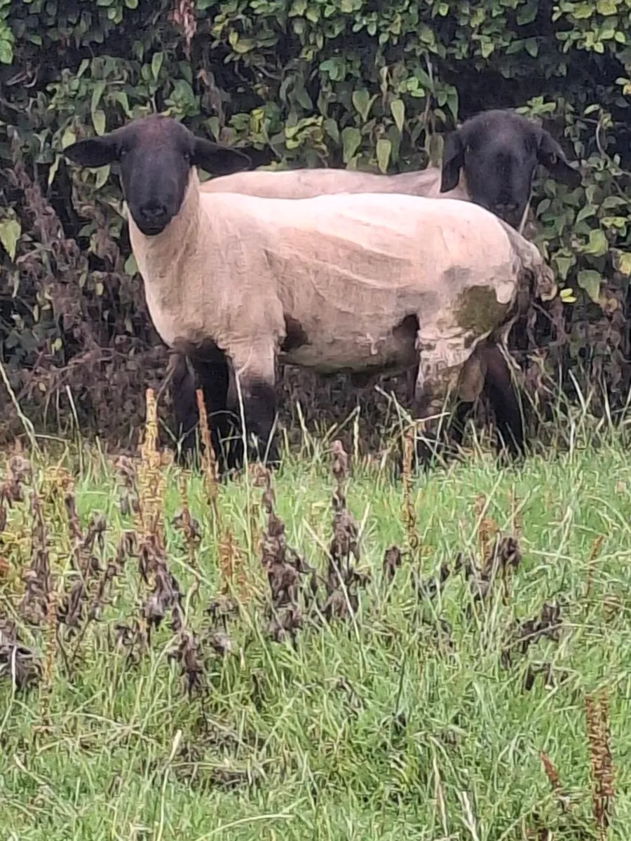 P.B. Suffolk Rams (Hogget and Ram Lamb) - Image 4