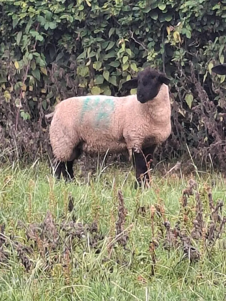 P.B. Suffolk Rams (Hogget and Ram Lamb) - Image 1