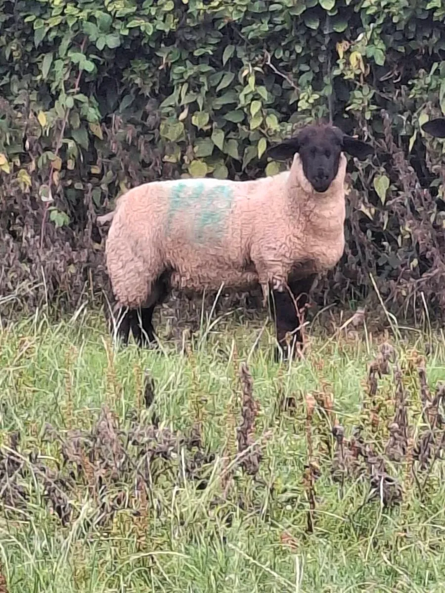 P.B. Suffolk Rams (Hogget and Ram Lamb) - Image 2