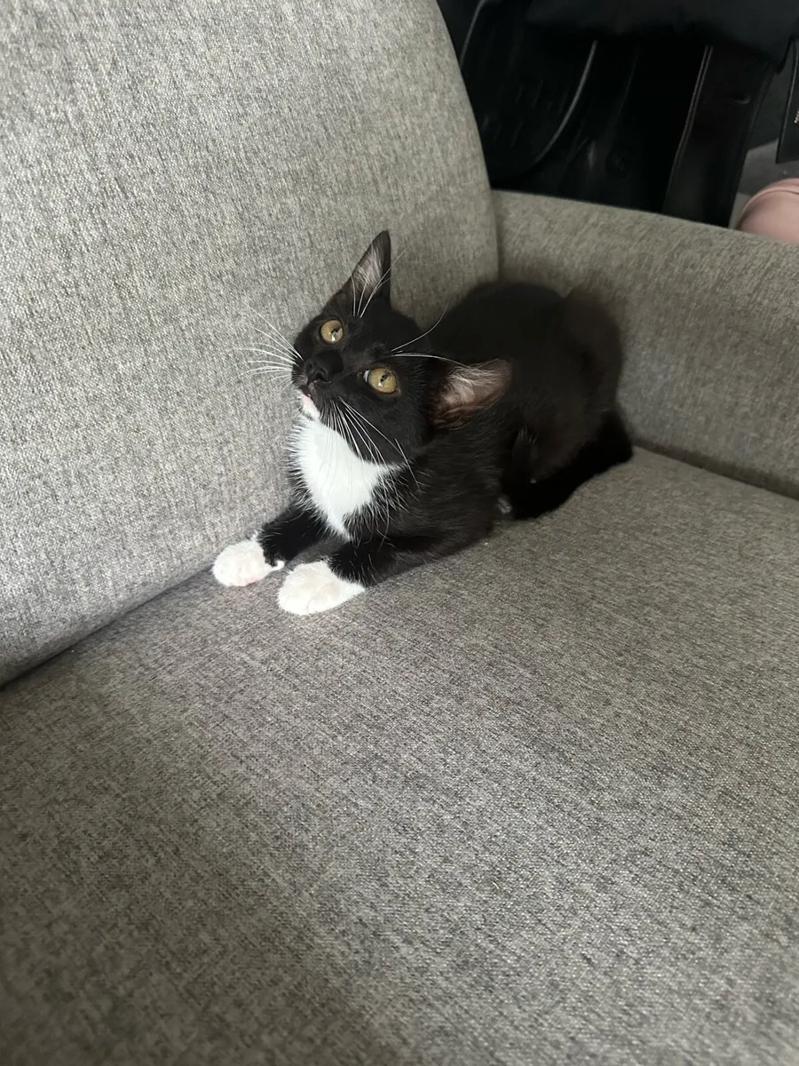 Kitten Looking for a Loving Home - Image 1