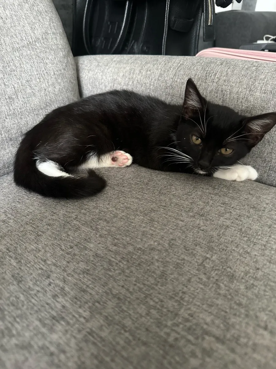 Kitten Looking for a Loving Home - Image 2