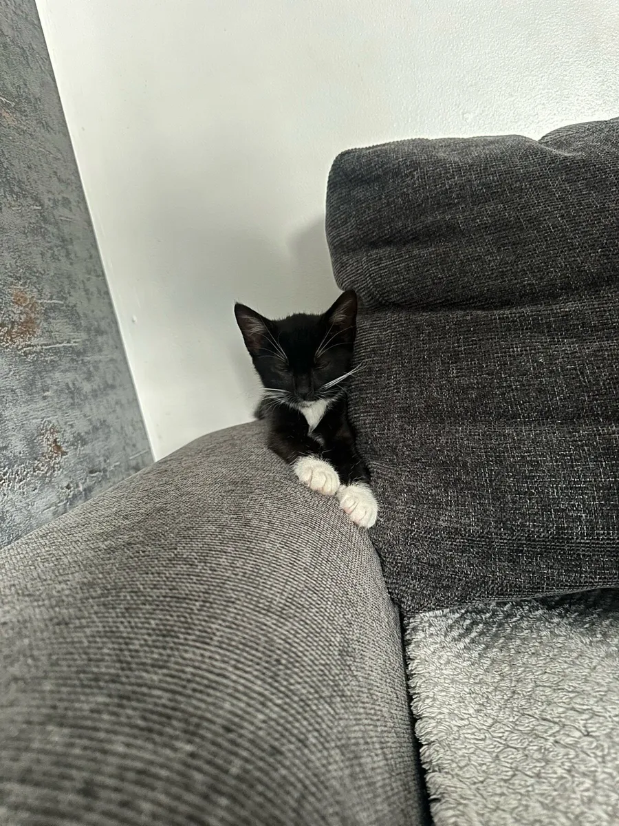 Kitten Looking for a Loving Home - Image 4