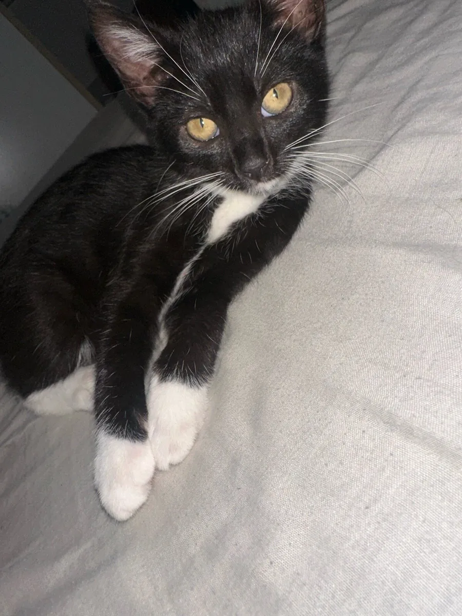 Kitten Looking for a Loving Home - Image 3