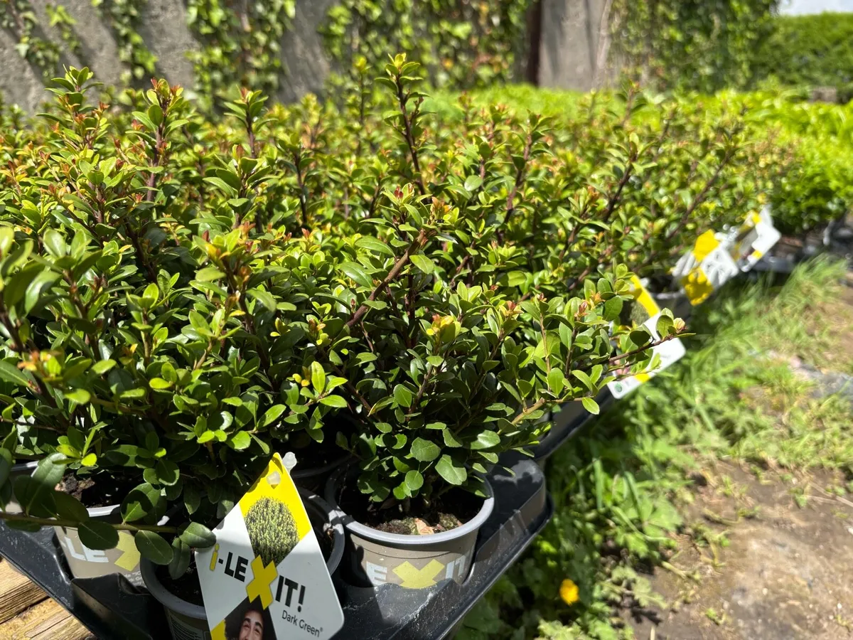 Box hedging €2 each - Image 2