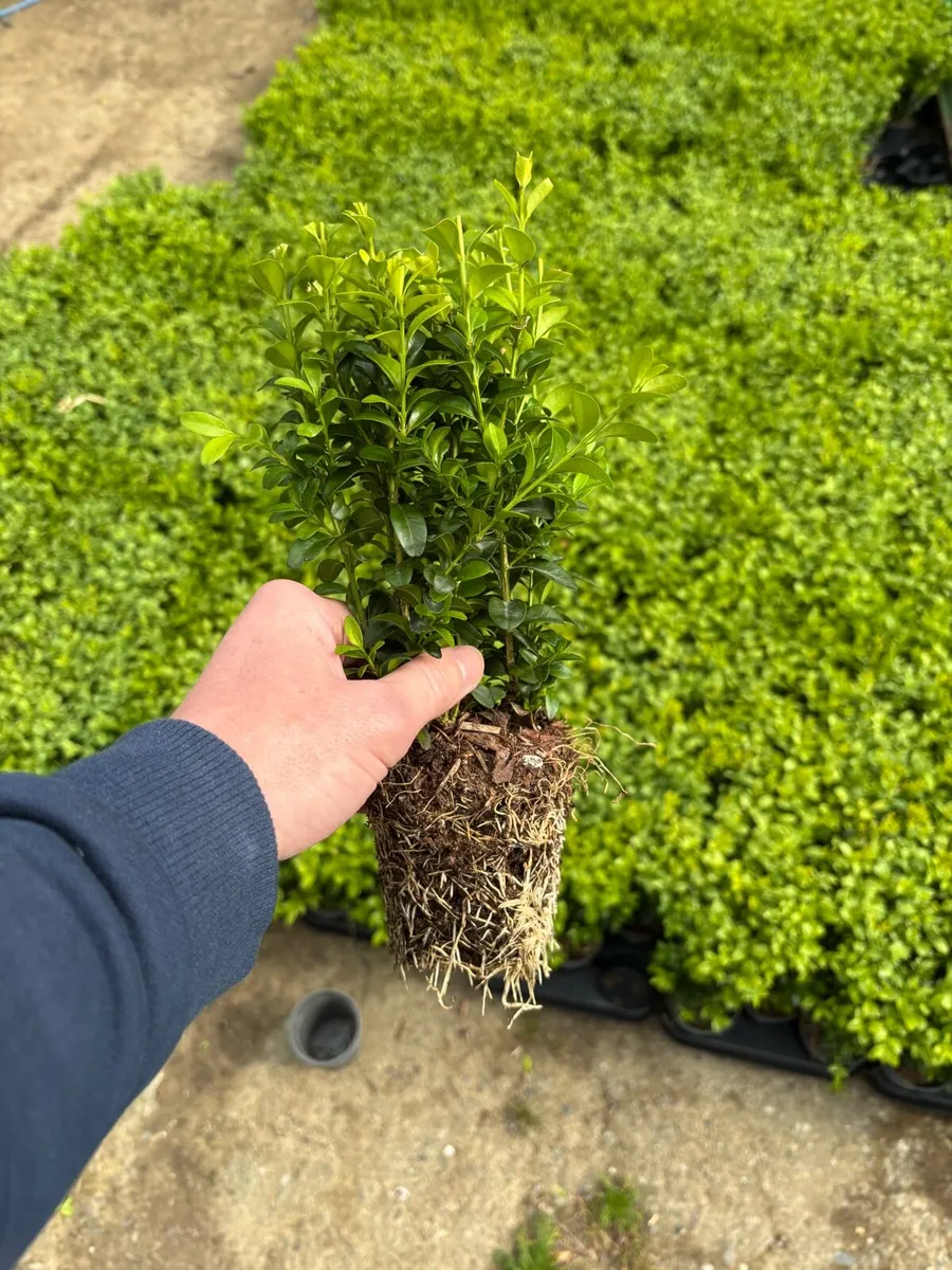 Box hedging €2 each - Image 3