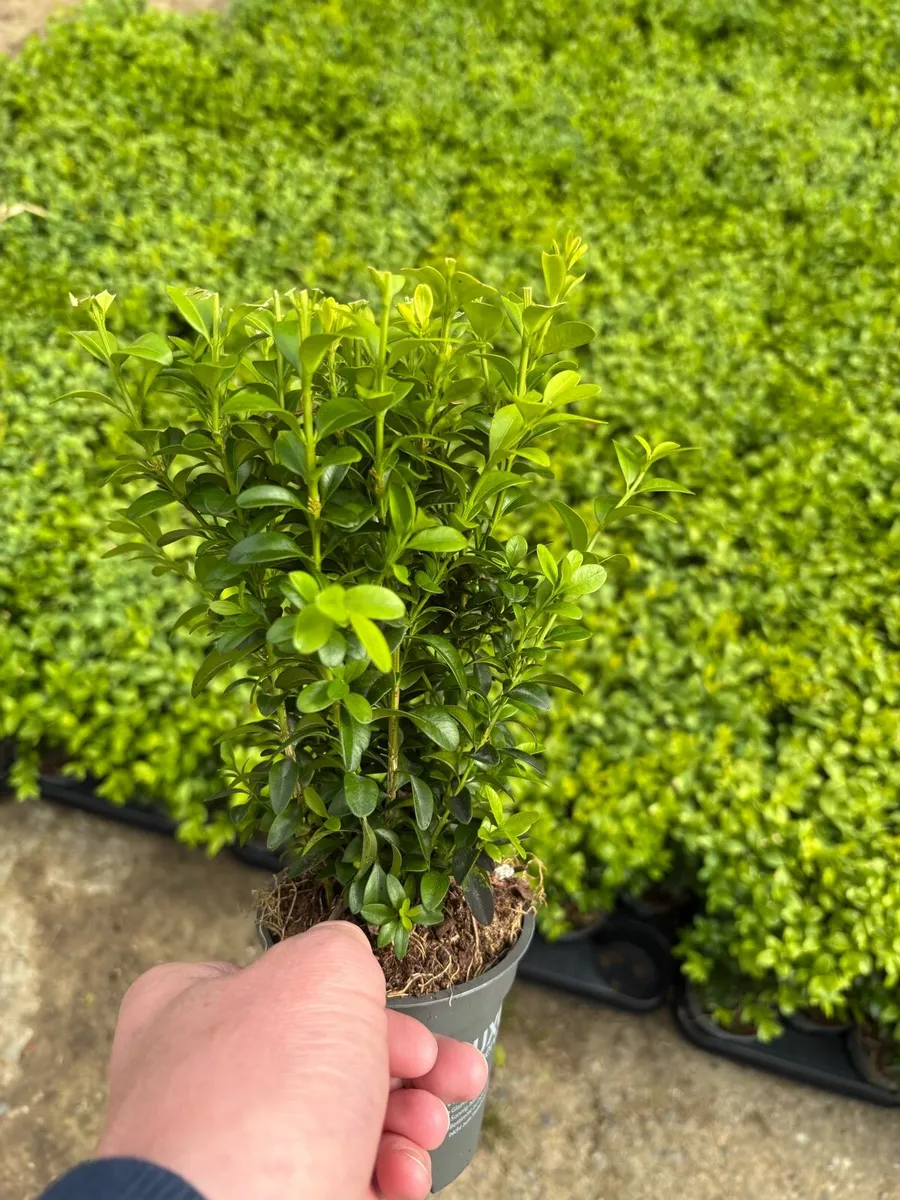 Box hedging €2 each - Image 4