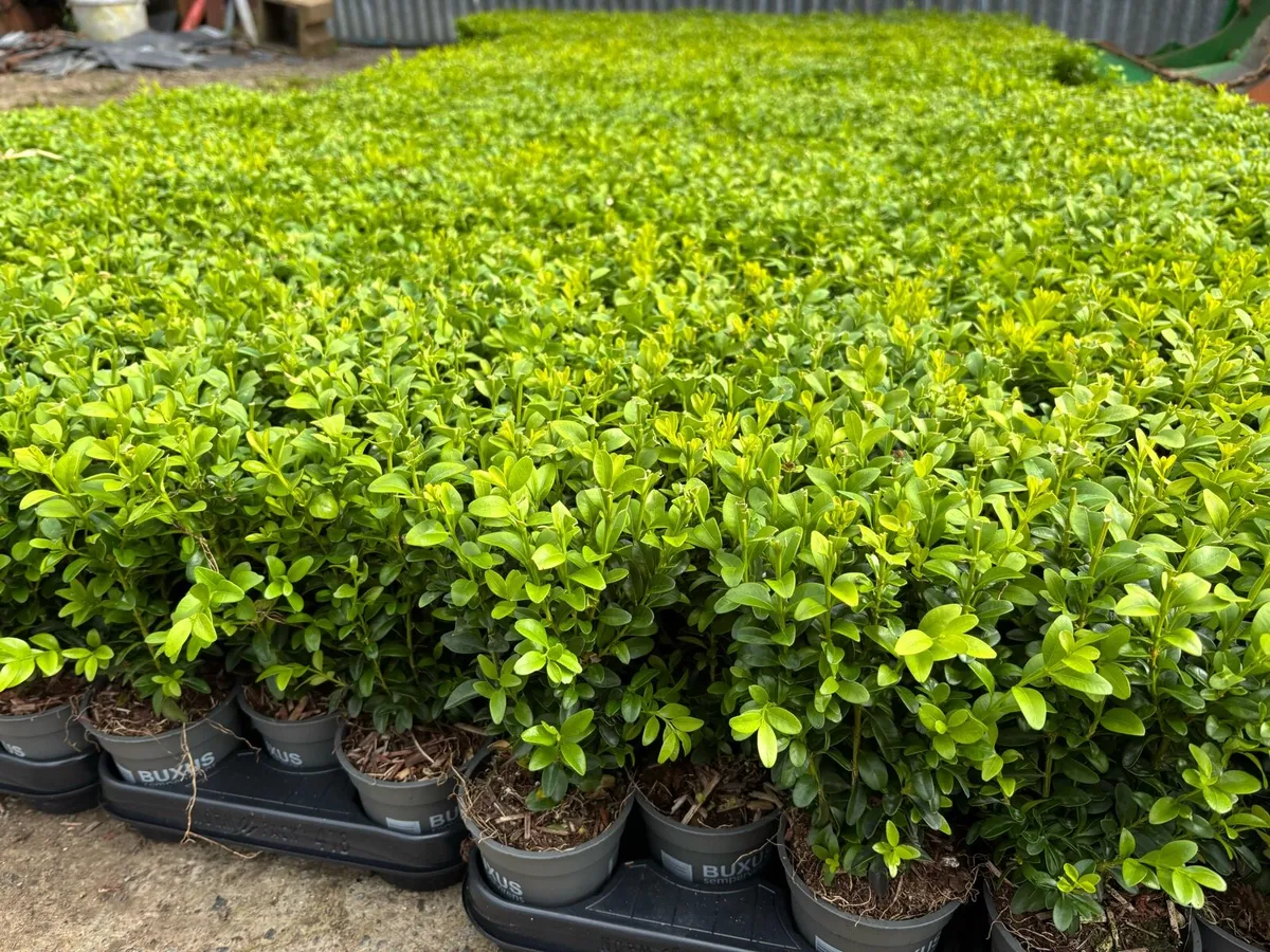 Box hedging €2 each - Image 1