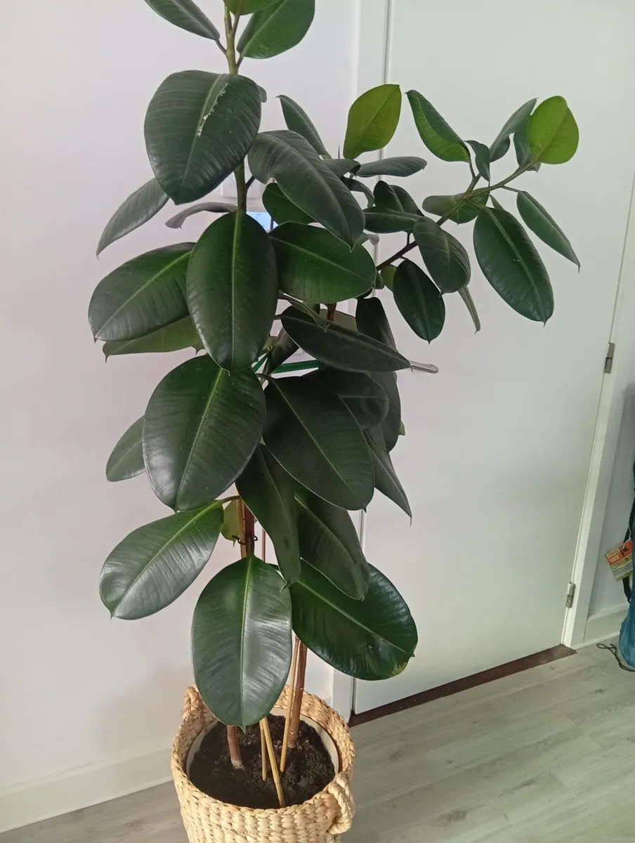 Huge Rubber Ficus Plant in pot - Image 4