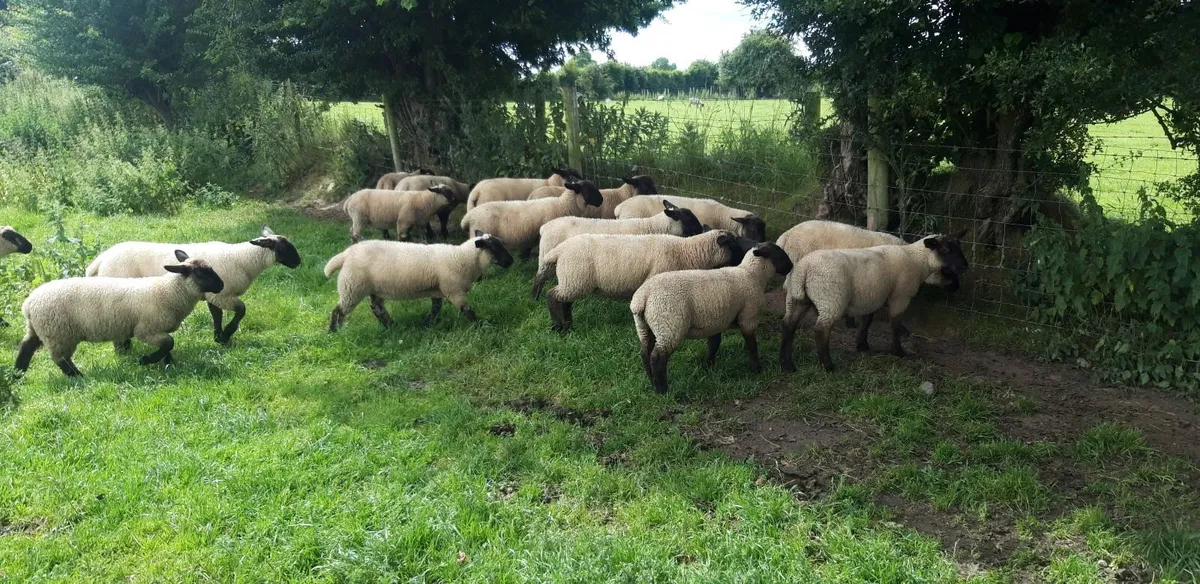 25 Suffolk Lambs - Image 2