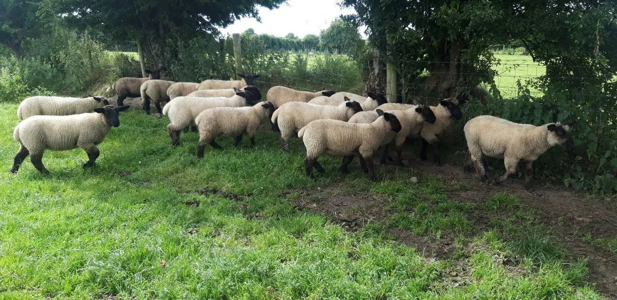 25 Suffolk Lambs - Image 1