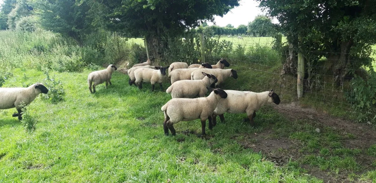25 Suffolk Lambs - Image 3