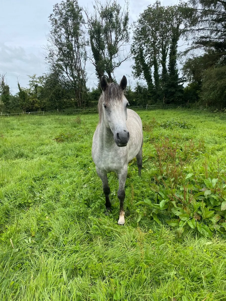 Connemara filly - Image 2