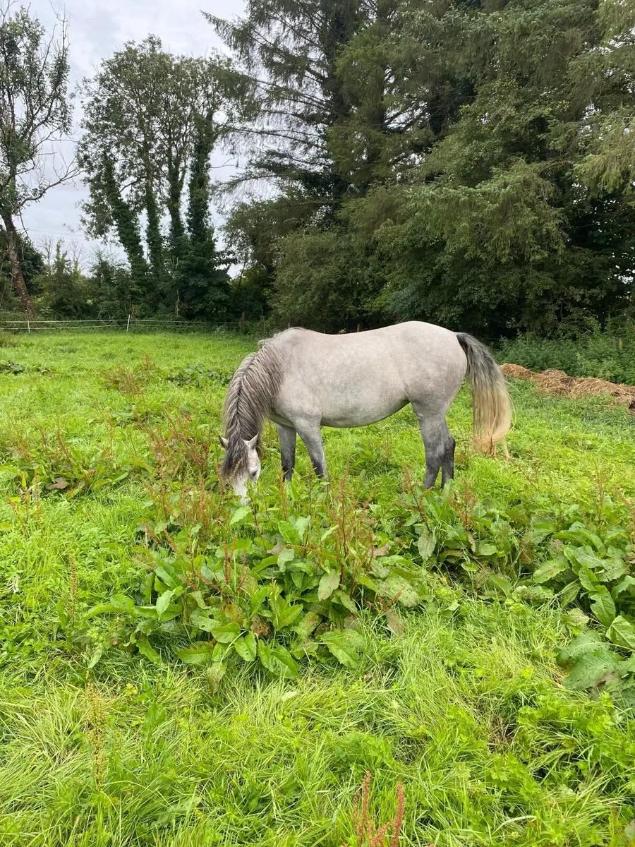 Connemara filly - Image 3