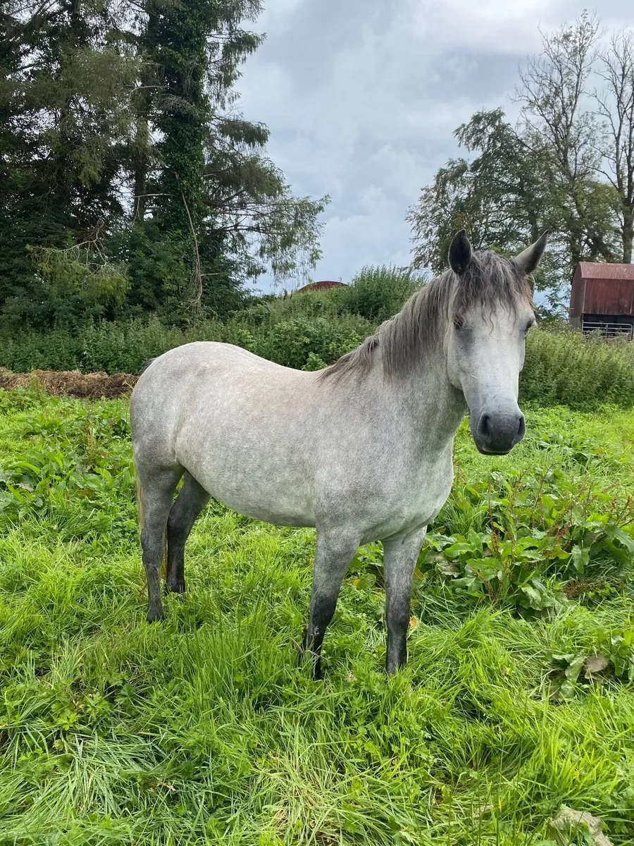 Connemara filly - Image 4
