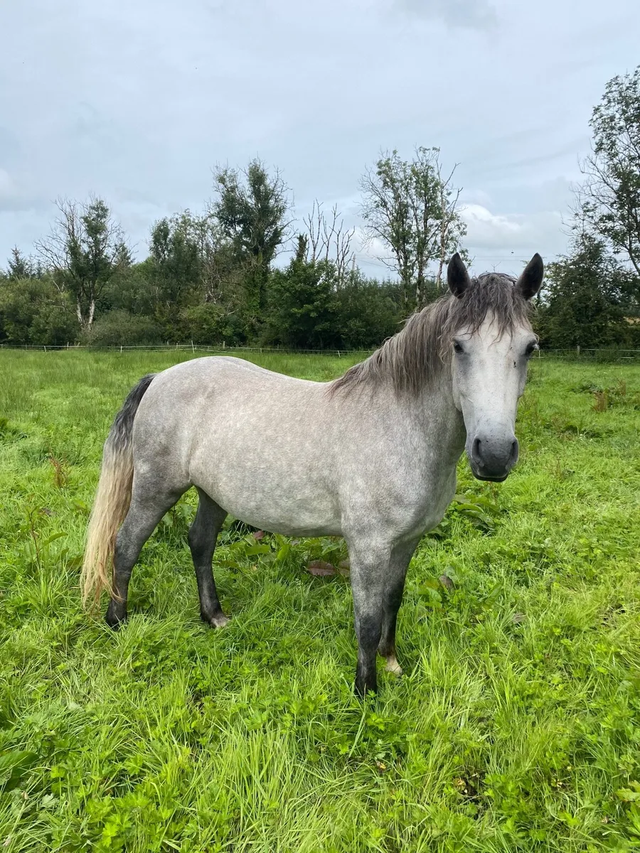 Connemara filly - Image 1