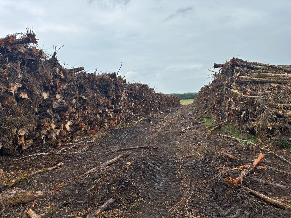 Timber logs - Image 1