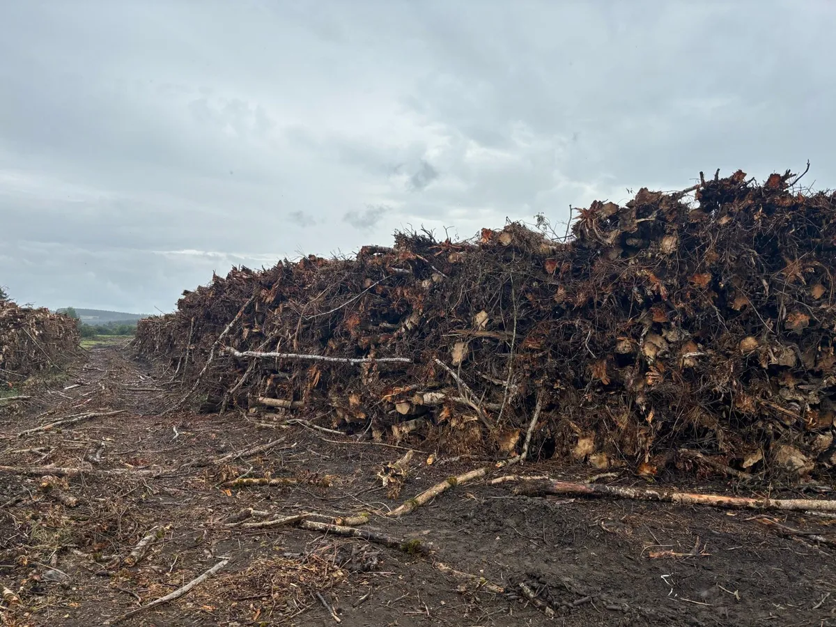 Timber logs - Image 2