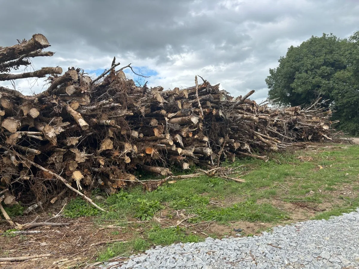 Timber logs - Image 3