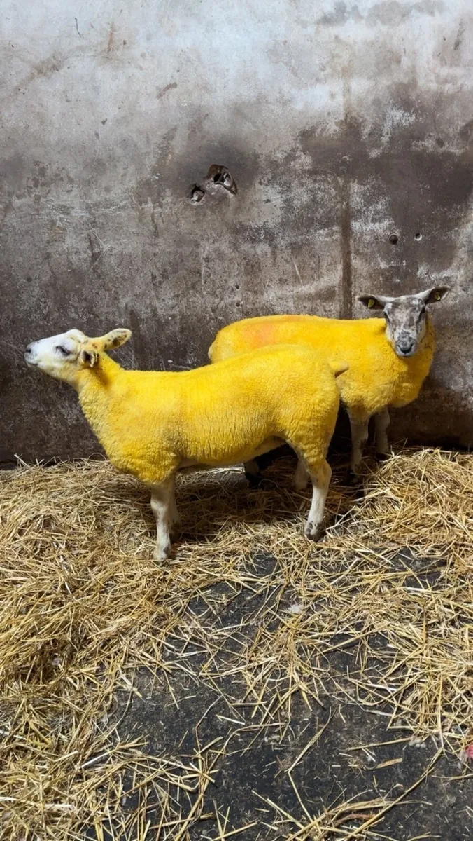 Suftexy ewe lambs - Image 2