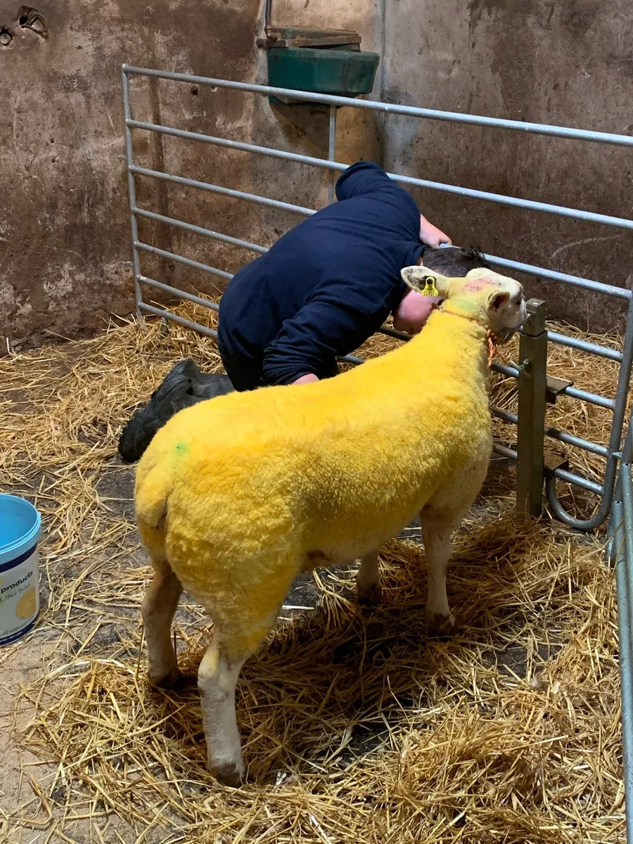 Suftexy ewe lambs - Image 3