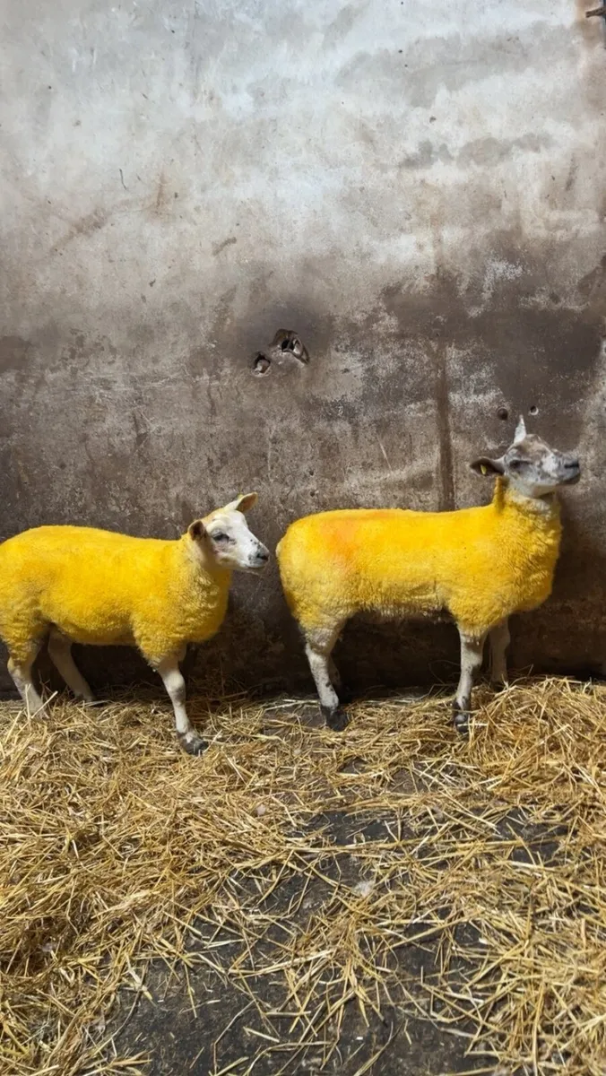 Suftexy ewe lambs - Image 4