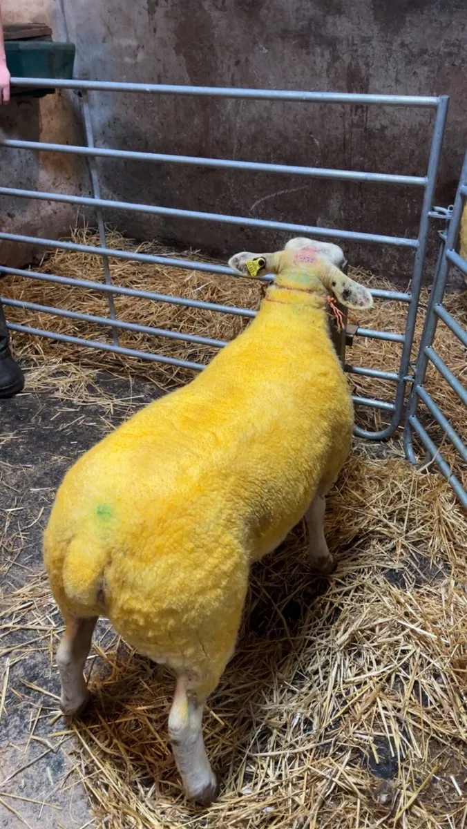 Suftexy ewe lambs - Image 1