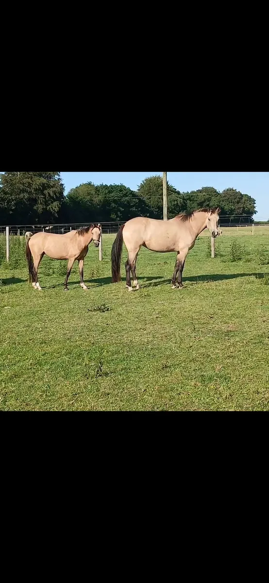 3yo filly 15hh - Image 1