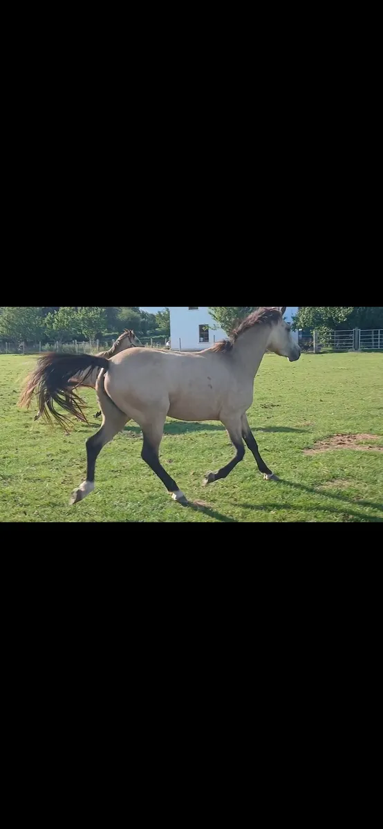 3yo filly 15hh - Image 2