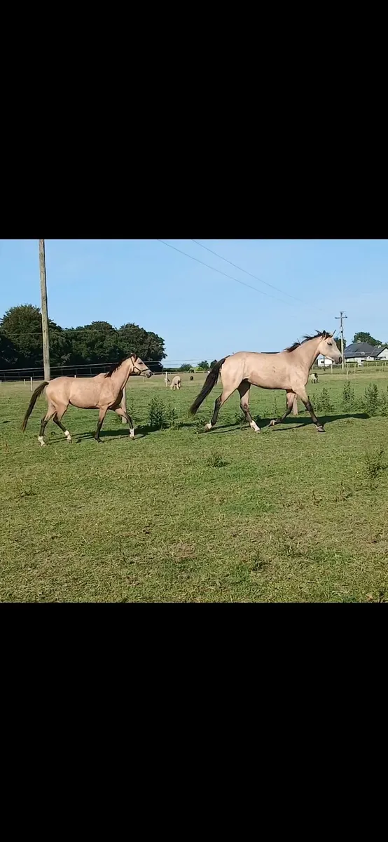 3yo filly 15hh - Image 3